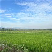 Dạ