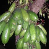 Bà