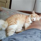Kè
