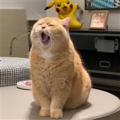 Ap