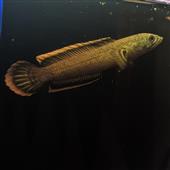 Cu