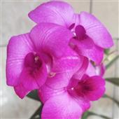 Hỏ