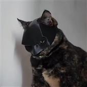 Xế