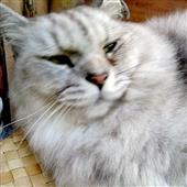 Cò