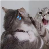 Te