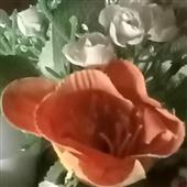 Tr
