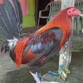 Tr