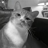 Vậ