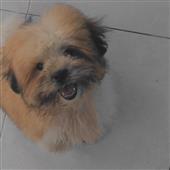 Dự
