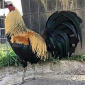 Hầ