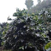 Bả