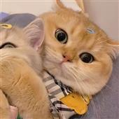 Vậ