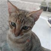 Bầ