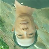 Vậ