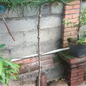 Cá