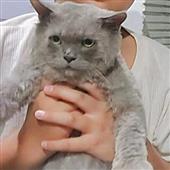 Cá