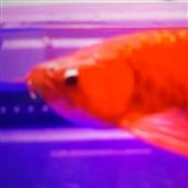 Cú