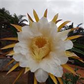 Th