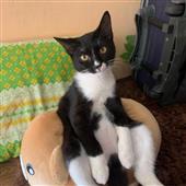 Bì
