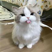 Sò
