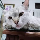 Lu