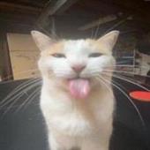 Zh