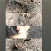 Wh