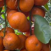 BẮ
