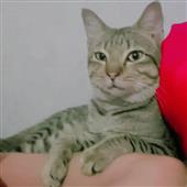 Ch