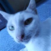 Kè