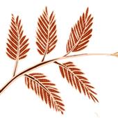 Mỹ