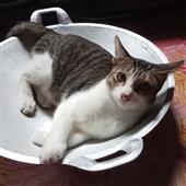 Củ