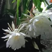 Be