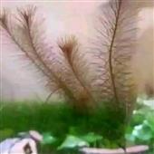 Bả