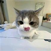 Gi