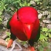 Vư
