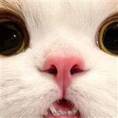Ju