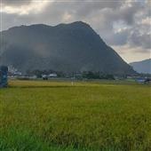 Hò