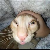 Câ
