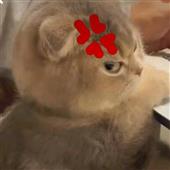 Hà