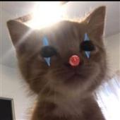 Cá