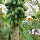 Rù