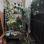 Hỏ
