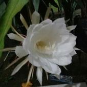 Mừ