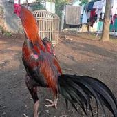Sp