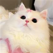 Dy