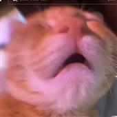 Lị