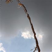 Tỷ