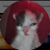 Gấ