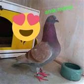 Qu